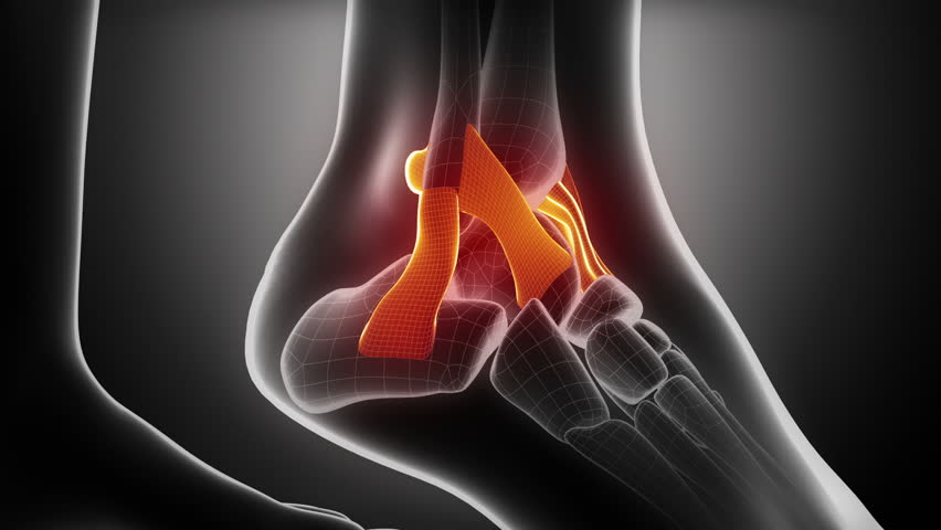 Ankle ligaments anatomy